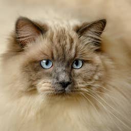 Ragdoll Cat Goes Viral for Her Jaw-Dropping Amount of Fluff—and Experts Explain Why