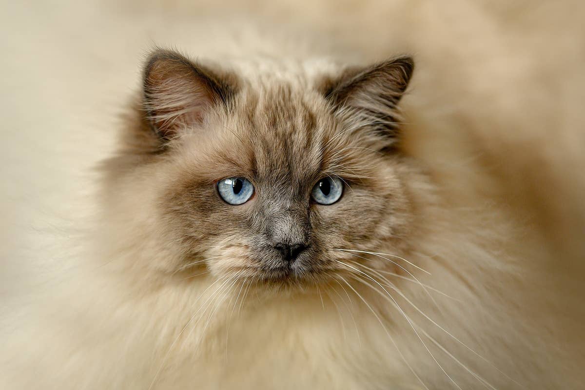 'Diluted' Tortie Ragdoll With Unique Golden 'Face Paint' Is a Furry ...