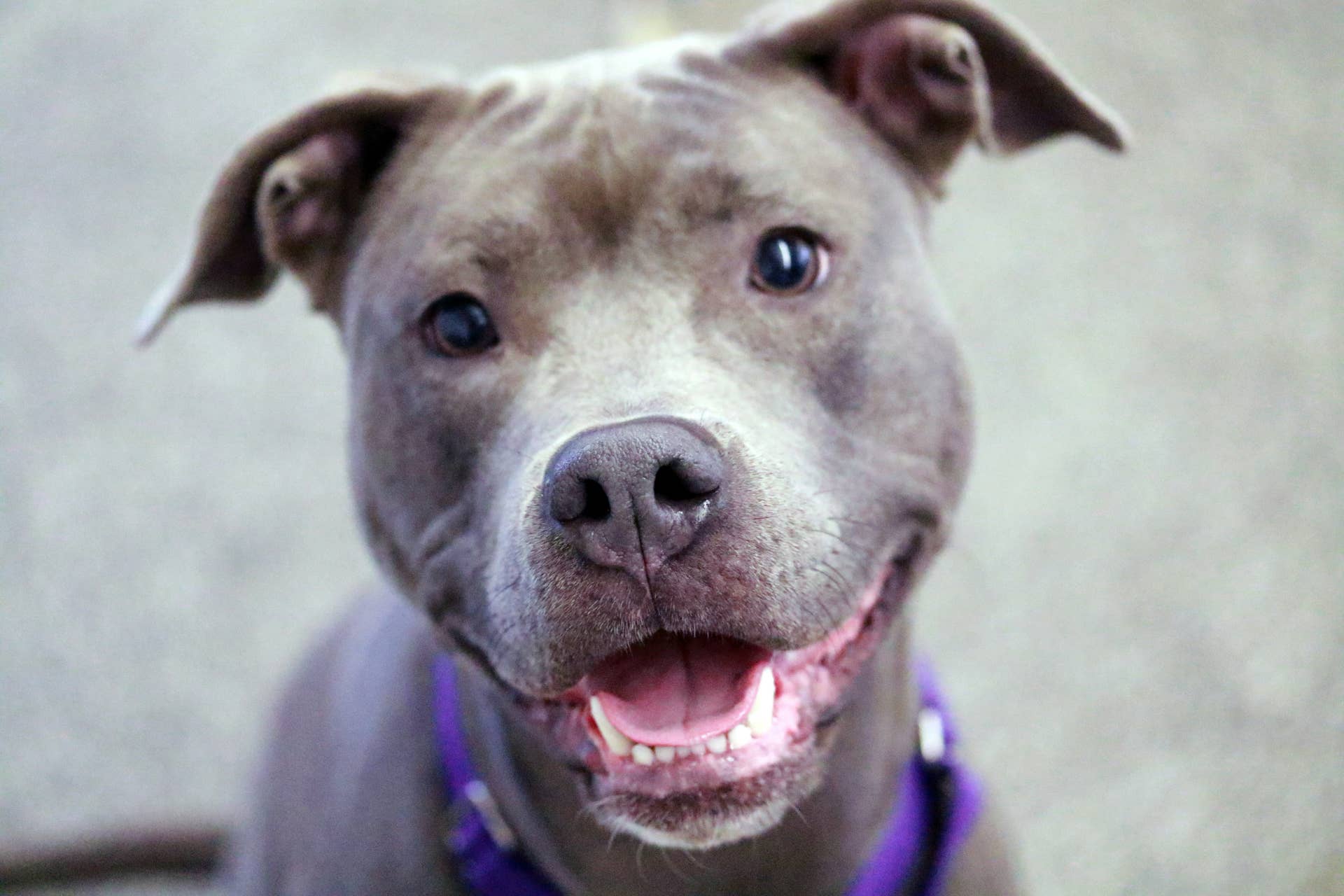 Pit Bull’s ‘Annoyed’ Reaction to Puppy Sister Takes the Sweetest Turn ...