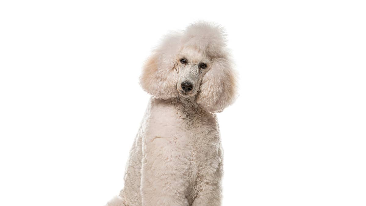Standard Poodle Looks Like He’s Wearing Boots and Acting Wild - Parade Pets
