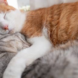 Australian Olympian Nearly Misses a Squirrel on Downhill Run - Parade Pets