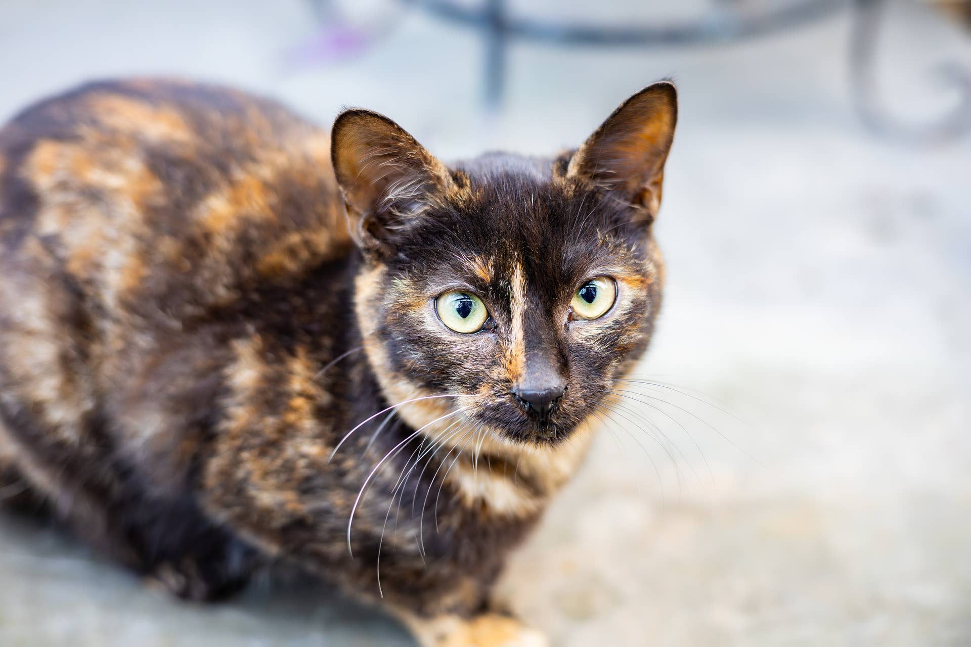 Tortoiseshell Cat - Parade Pets