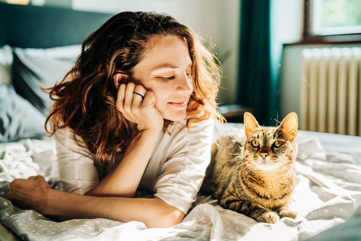 7 Cat Breeds Dog Lovers Tend to Like - Parade Pets