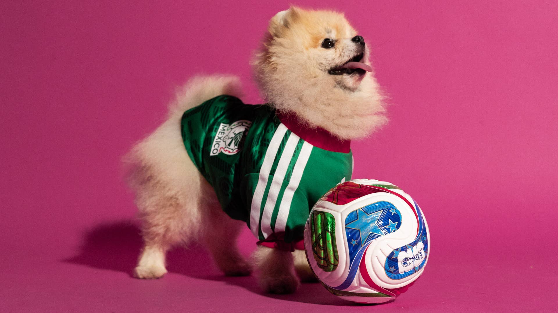These Adidas World Cup 2026 Dog Jerseys Let Pets Match Owners - Parade Pets