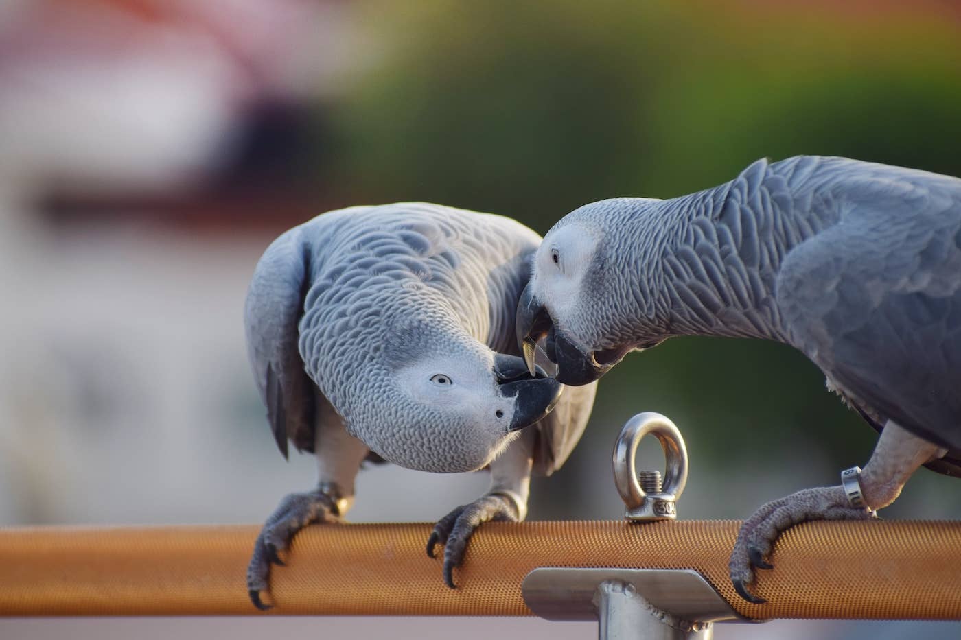 Hugging Parots Parrots: Cute Photos, Talking Birds, and Funny Moments - Parade Pets