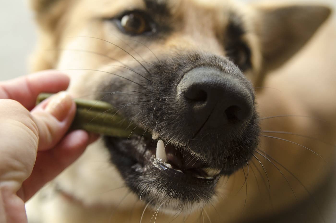 Pyramind Dog 'How I Became Your Father': The Rescue Story of Cactus the Dog - Parade ...
