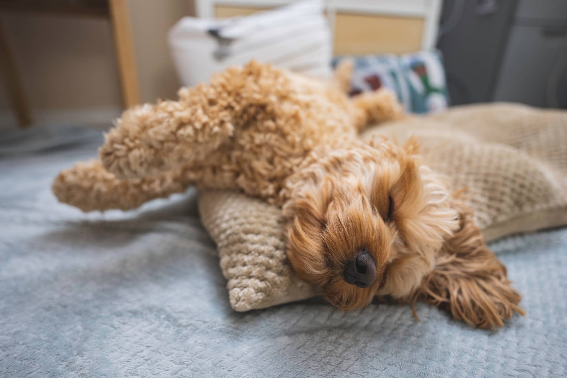 Sleeping Shoodle Puppy Turns Photoshoot Into Something Even Sweeter ...