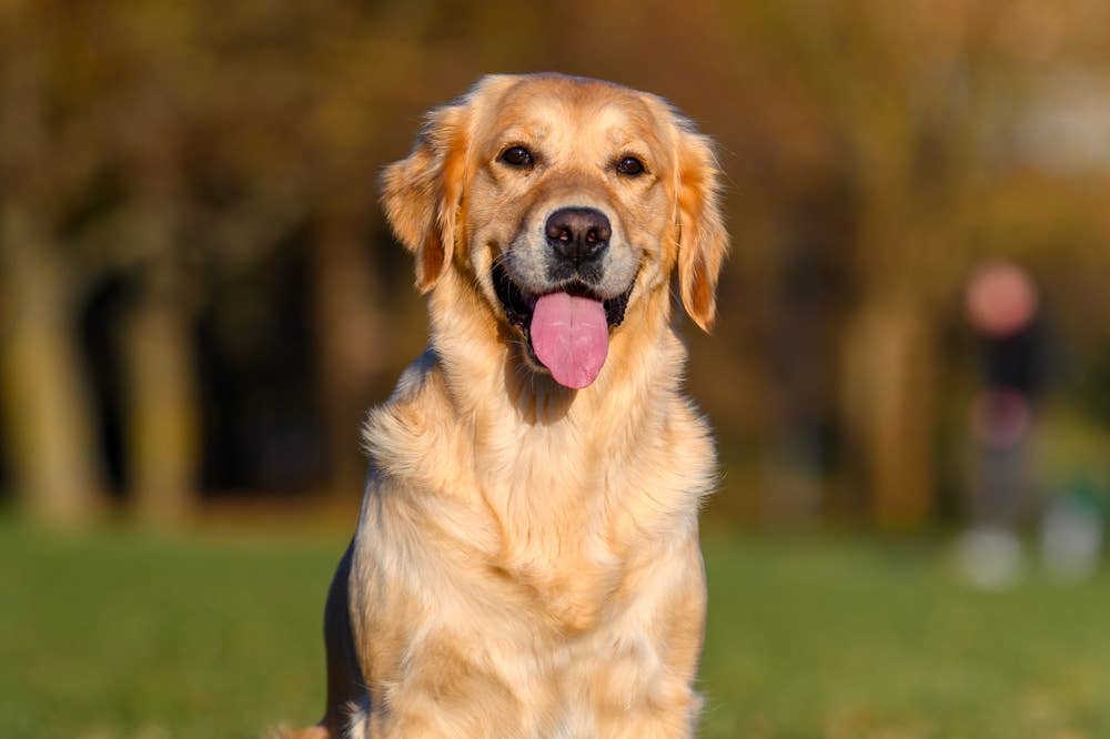 golden-retriever-mistakes-the-moon-for-a-ball-and-we-can-t-stop