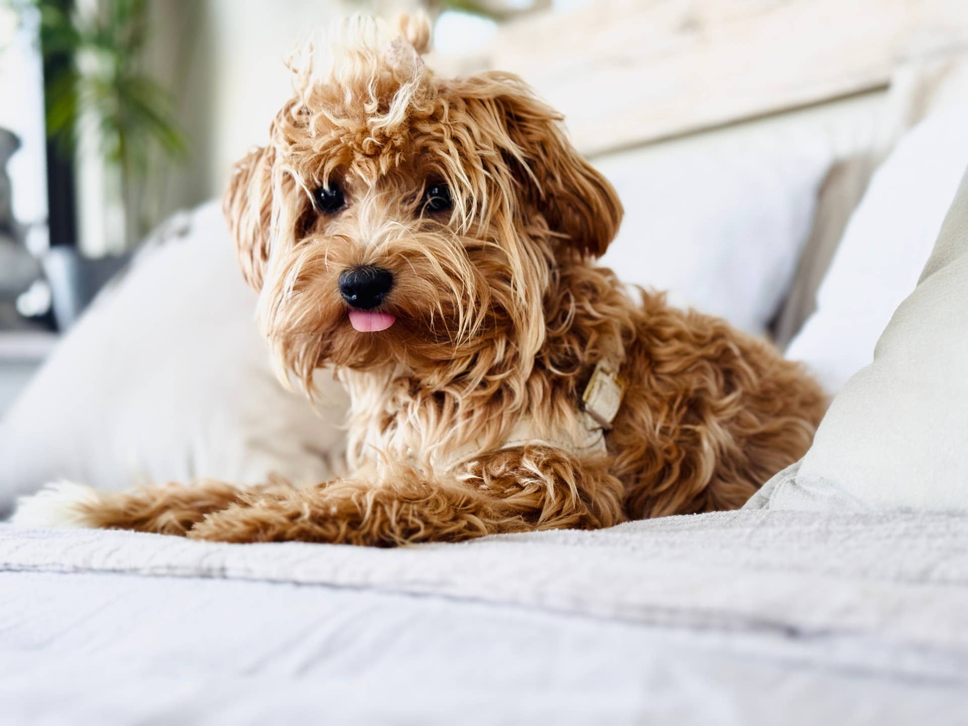 Maltipoo Can't Stop Licking the TV, and the Reason Why Is 'Unreal ...