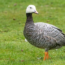 This Goose Ignores 80 MPH Winds Like a Tiny Storm Chaser