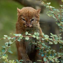 Elusive 'Otter-Looking' Cat With Rare Coffee-Colored Fur Spotted on Hidden Camera