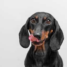 Curious Dachshund Taste Tests a Frog and Goes Through Every Emotion