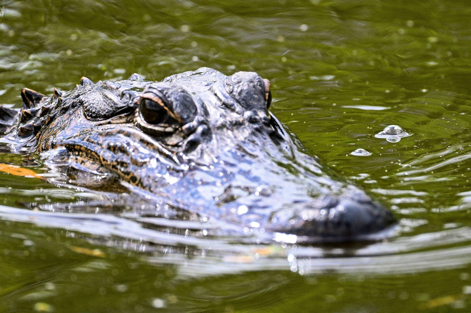 Massive 'Dinosaur' Alligator Spotted on Florida Golf Course and