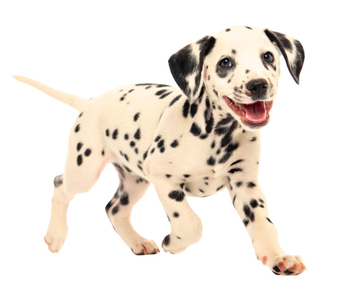 Dalmatian Puppy 'Plays It Cool' at the Vet and It's Pure Comedy Gold