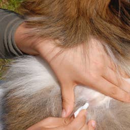 Vet Reveals the 'Coffee Grounds' Trick to Spotting Fleas Instantly—and It's Actually Genius