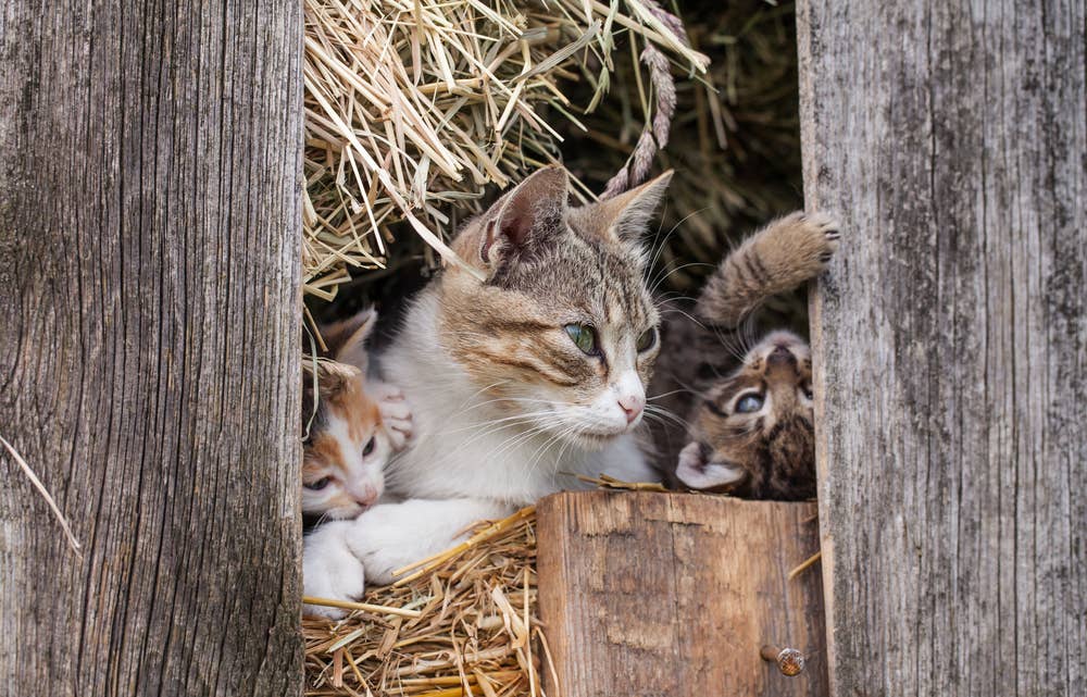 Cat Gives Birth in Chicken Coop—Then Something Unexpected Happens