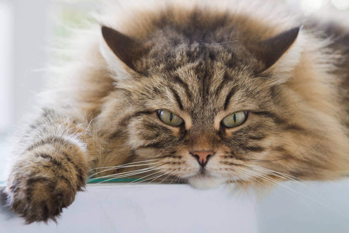 Siberian Cat’s Weird Emotional Support Item Will Crack You Up