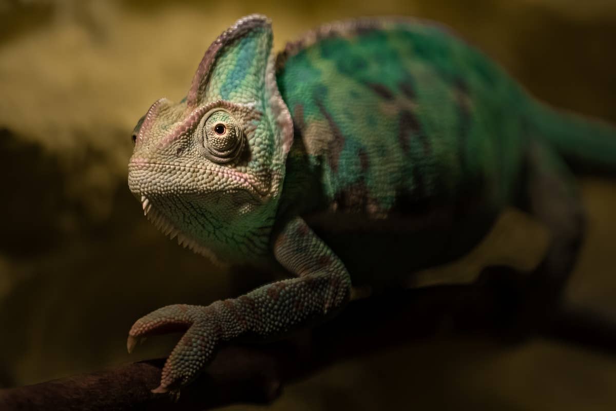 Devoted Chameleon 