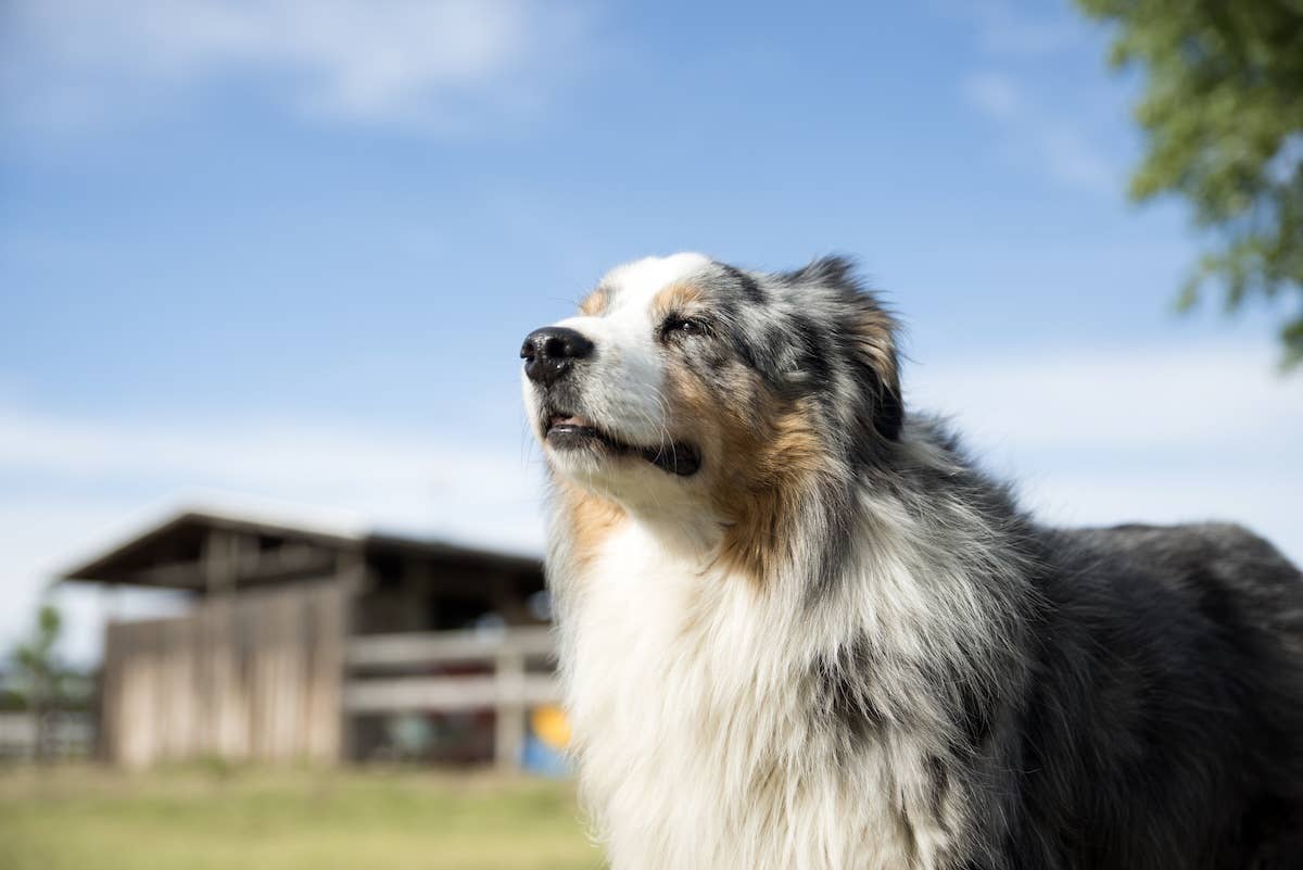 Australian Shepherd Meets Emu Chicks and Immediately Tries To Teach Them How To Be Dogs