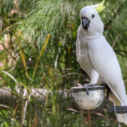 This Cockatoo Has a Daily Coffee Shop Routine and It's Adorable