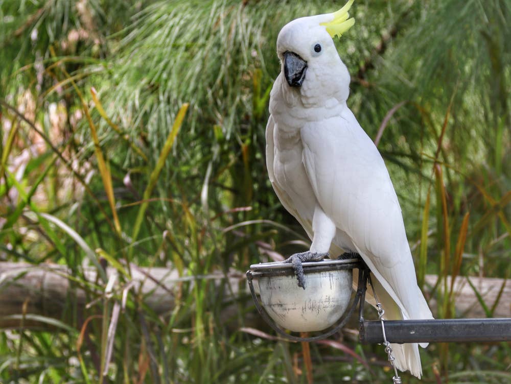 This Cockatoo Has a Daily Coffee Shop Routine and It's Adorable ...