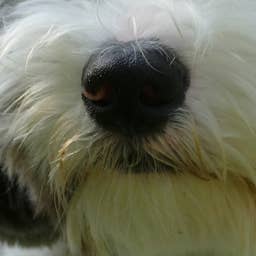 Little Sheepadoodle Looks Like Snoopy in Puppy Form and It’s Too Much ...
