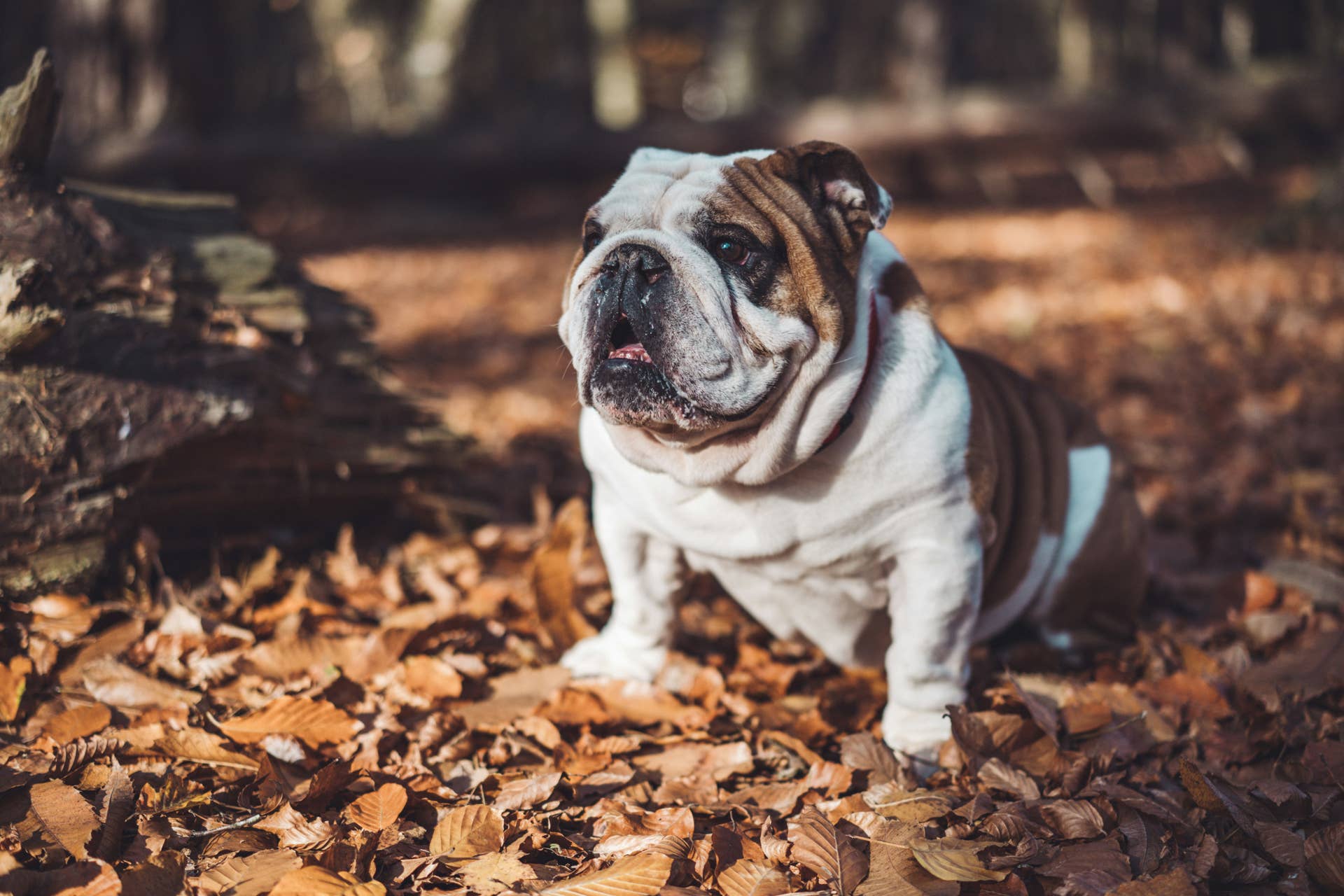 Bulldog Puppy Watches TV for First Time and It's an Immediate 'Nope'