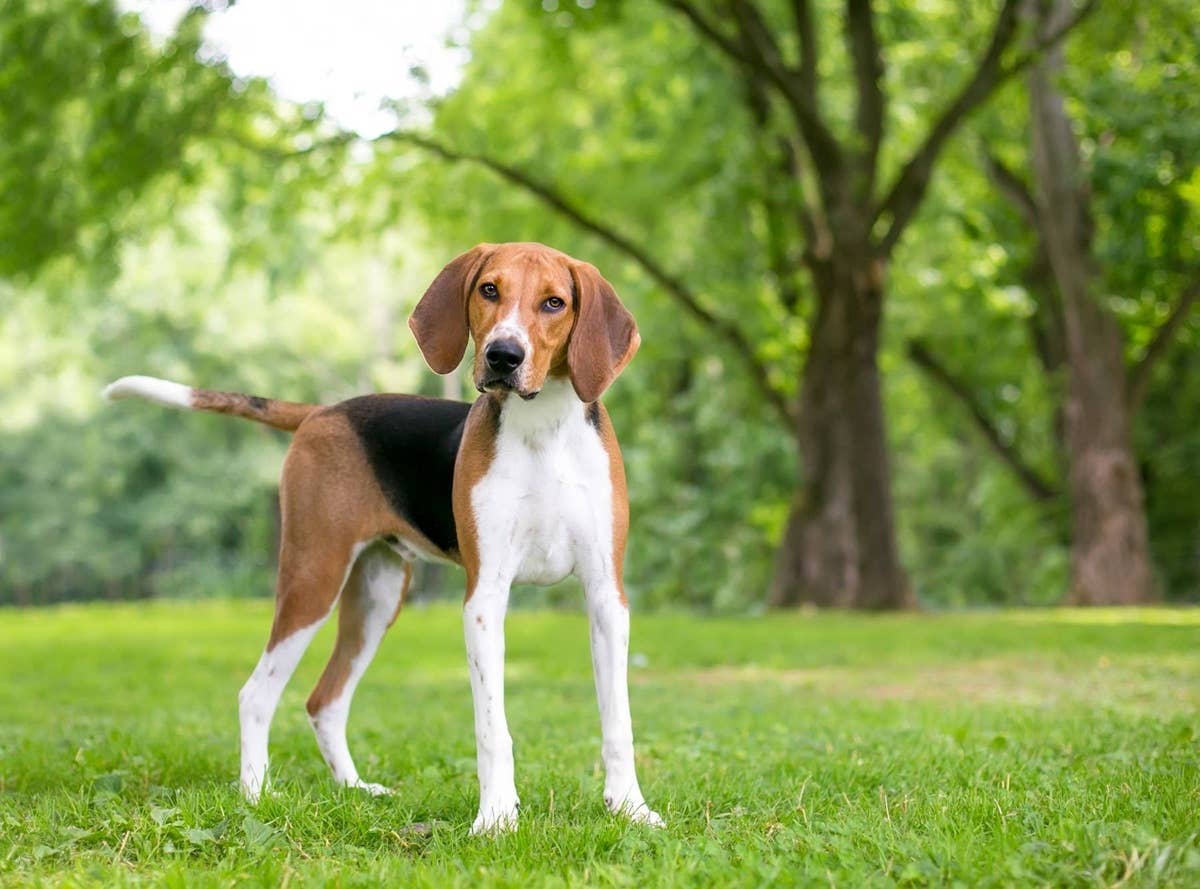 Foring Dogs 7 Dog Breeds Perfect for Hiking, According to a Trainer - Parade Pets