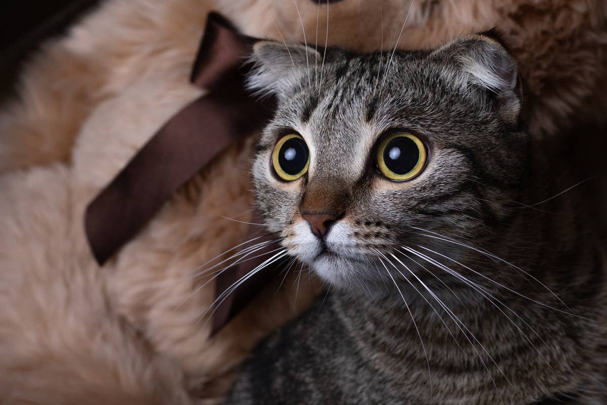 This Tabby Cat Turns Into a Disney-Style Character at the First Sign of ...
