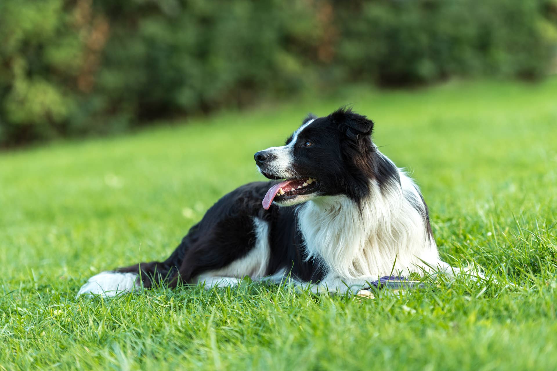 Border Collies Protect World Cup Pitch From Geese Parade Pets Border Collies Protect World Cup Pitch From Geese Parade Pets