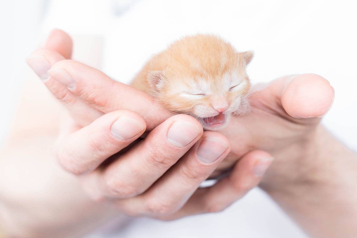 Tiny Kitten Grew in an Unexpected Way and People Are Obsessed
