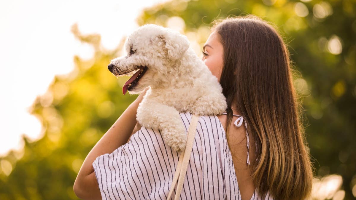 7 Small Companion Dogs That Are Easier to Care For Than You Think ...