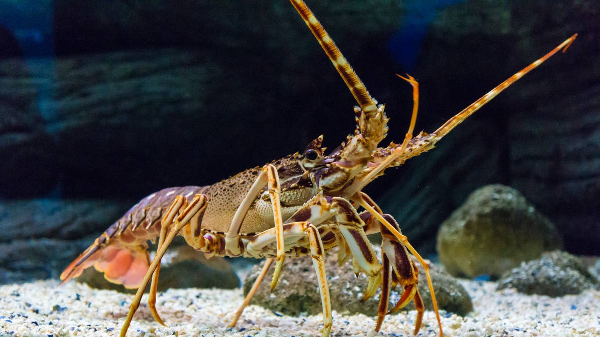 Rare 'Split-Colored' Lobster Caught off Cape Cod and It's Stunning ...