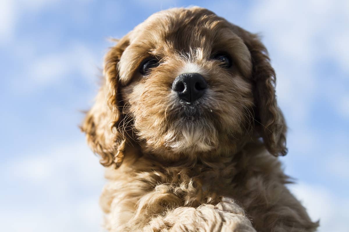 Cavapoo Profile View Cavapoo Puppy's One-of-a-Kind 'Eye Patch' Has Everyone Obsessed ...