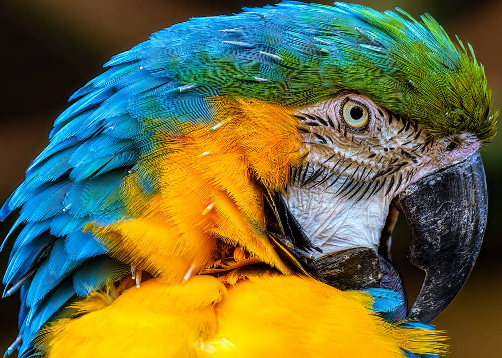 Why This Macaw Insists on 'Holding Hands' Every Day