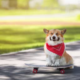 Corgi Rides Skateboard Down 2 Flights of Stairs in Jaw-Dropping Video ...