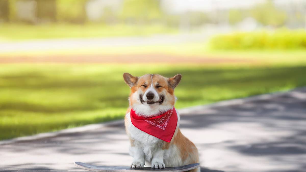 Corgi Rides Skateboard Down 2 Flights of Stairs in Jaw-Dropping Video ...