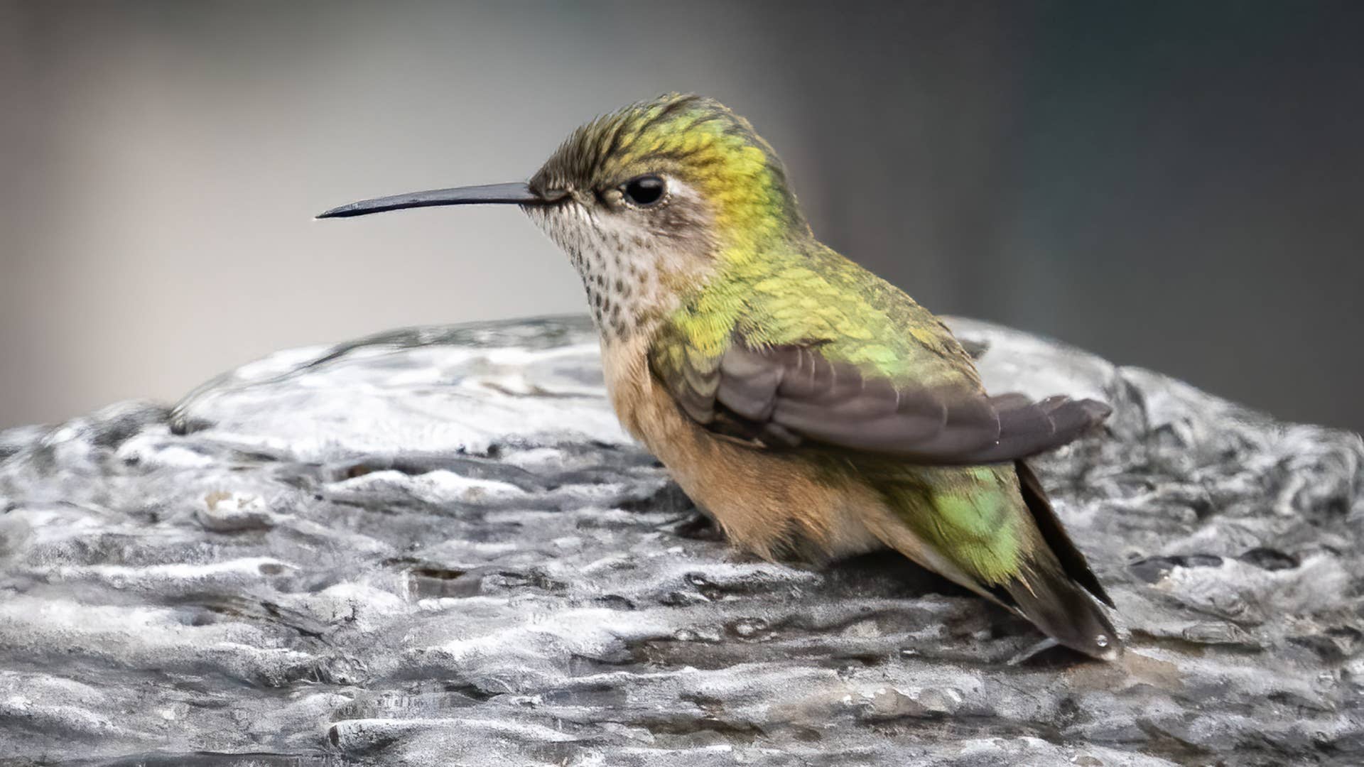 Tiny Hummingbird Lands by a Hot Tub Then Does Something Adorable