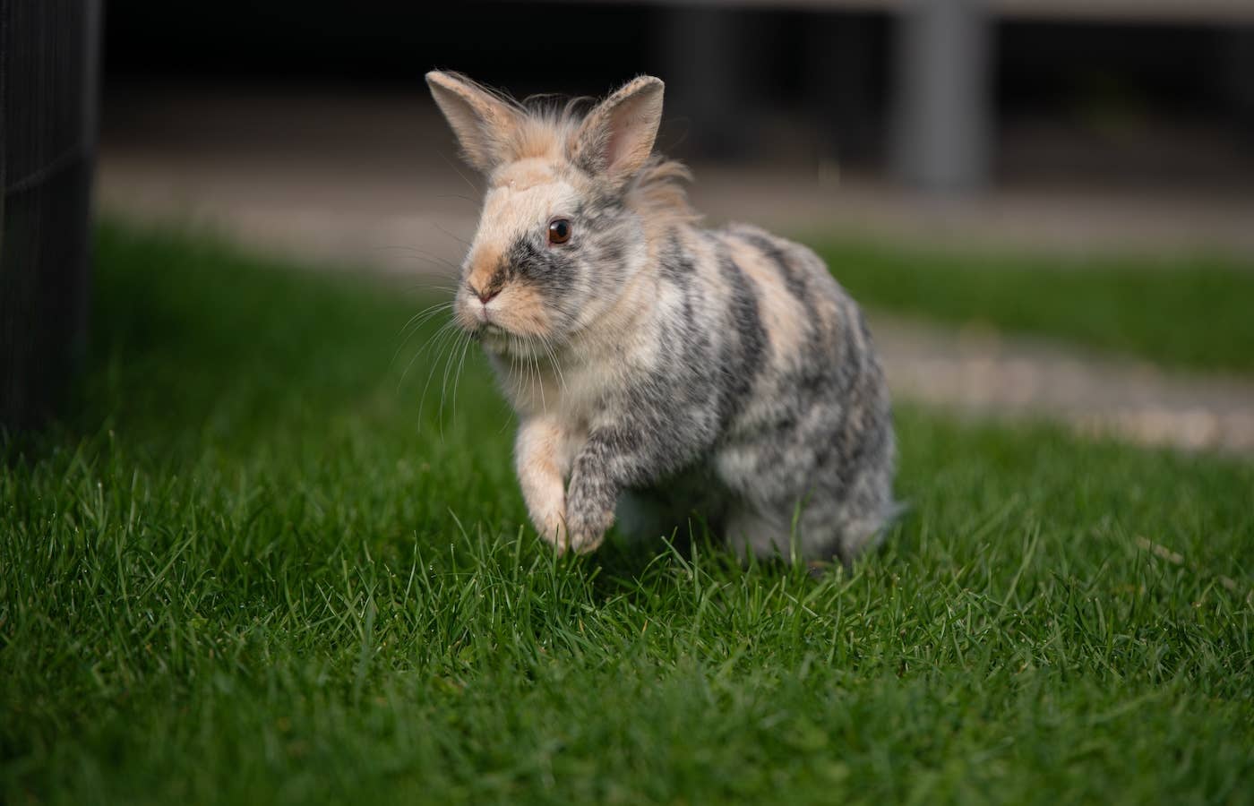 This Bunny Just Became the World’s Oldest-Living Rabbit - Parade Pets