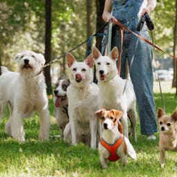 A Dog Named 'Internet Browser' Just Won the Wackiest Pet Name of 2026, and It Only Gets Weirder From There