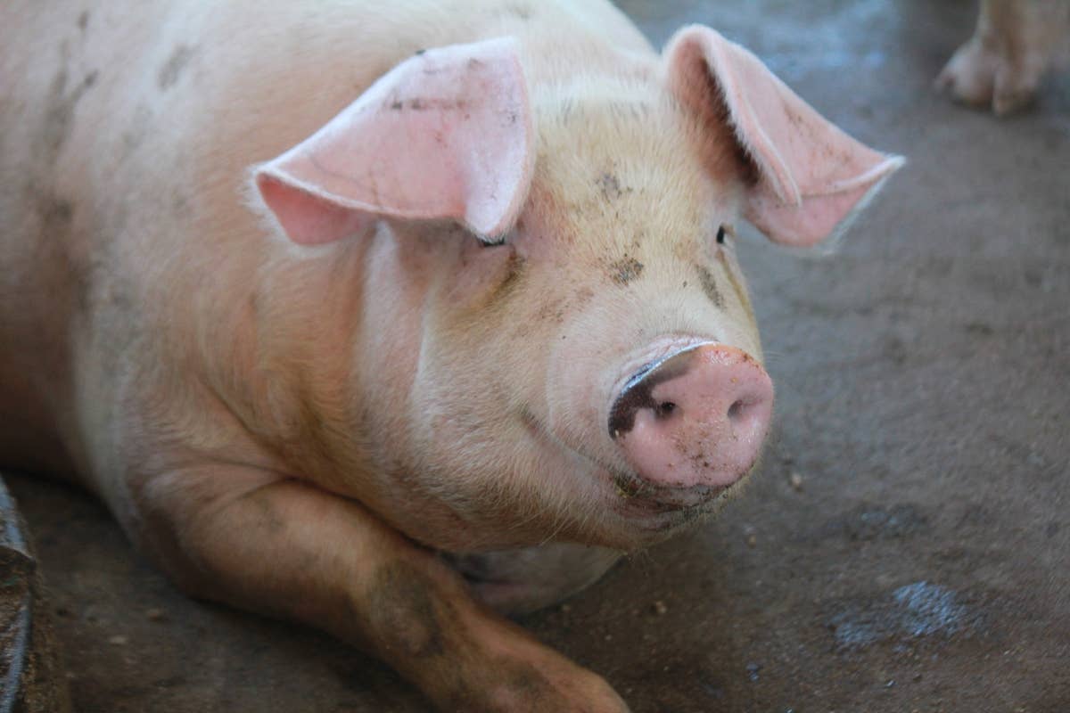Giant Mama Pig Becomes the Best Listening Companion and It's So