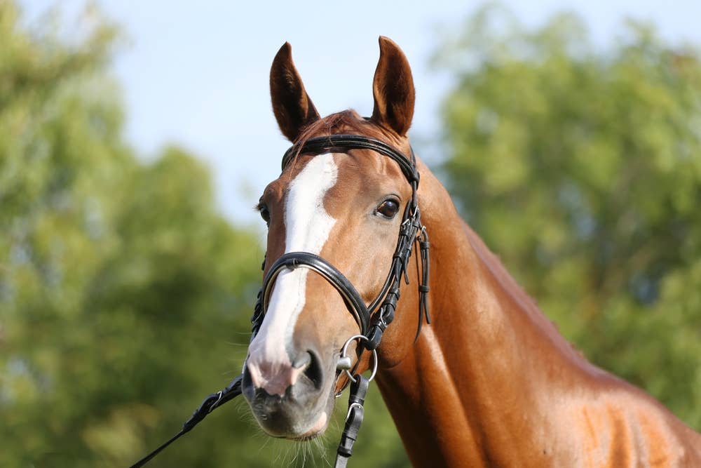 retired-racehorse-watches-old-footage-of-himself-and-his-reaction-is