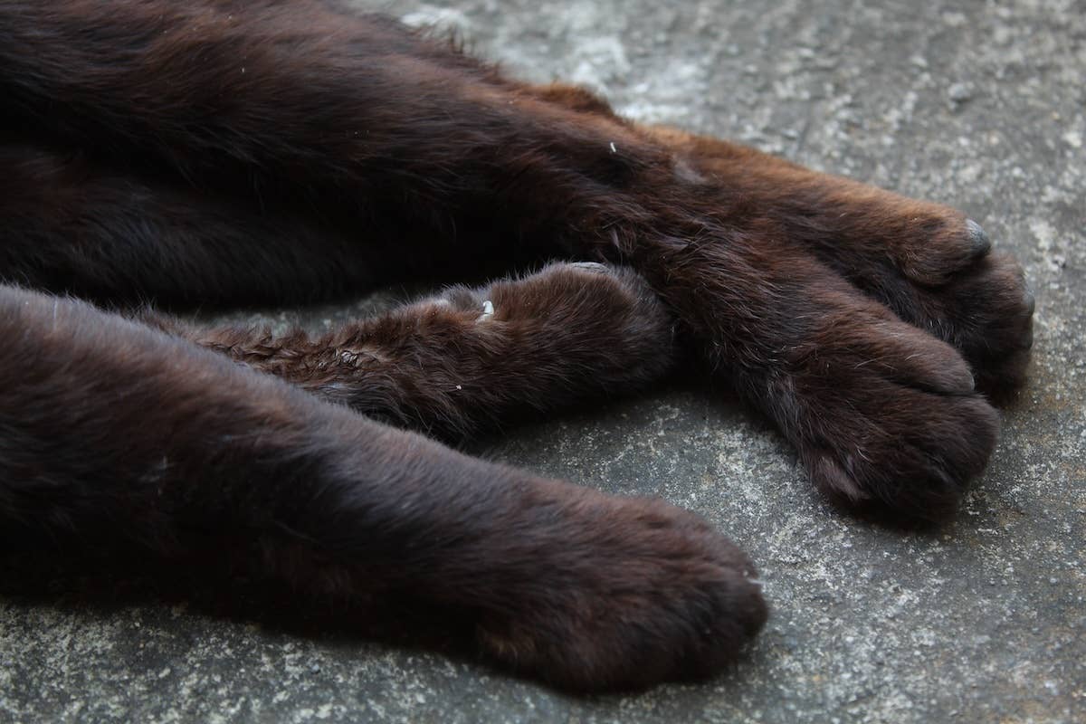 This Cat Was Cruelly Burned by a Horrible Human—but Now She Looks Like ...