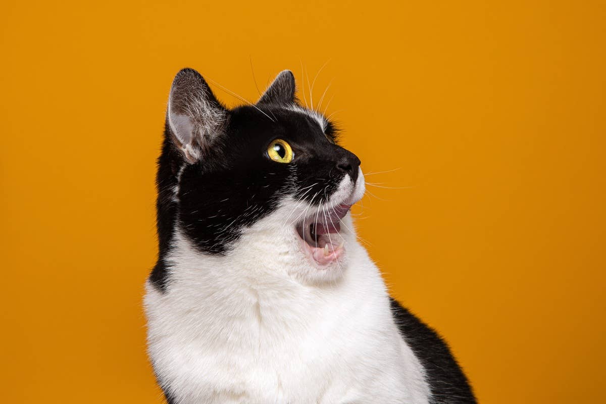 6 Everyday Scents That Stress Cats Out, Say Experts - Parade Pets