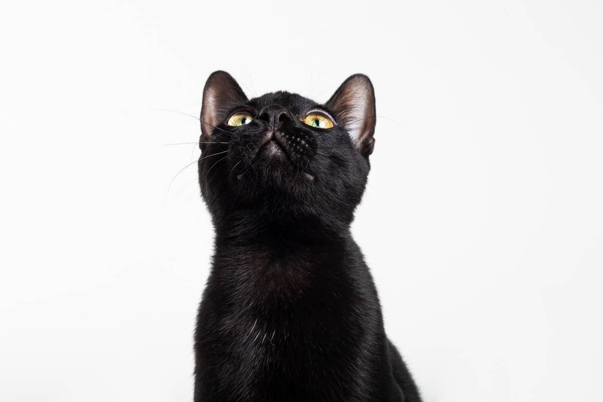 Deaf Cat's Adorable 'Pokémon Greeting Ritual' for Mom Is Melting Hearts ...