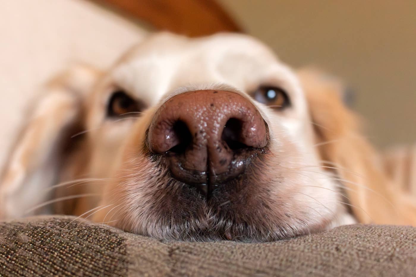 Image showcasing FDA Approves New Medication for Dogs With Separation Anxiety - Parade Pets