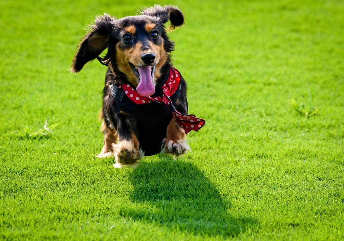 7 Worst Dog Breeds for Apartments, Experts Say - Parade Pets