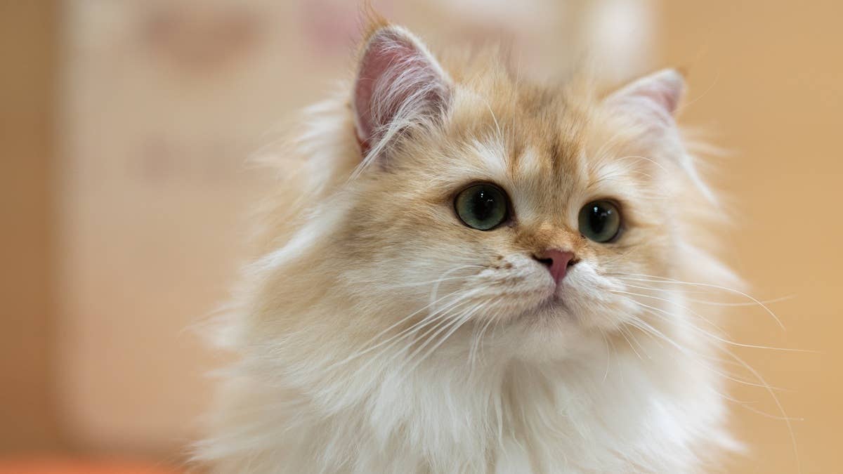 5 Strange Things Your Cat Can Predict—Vets Explain Why - Parade Pets