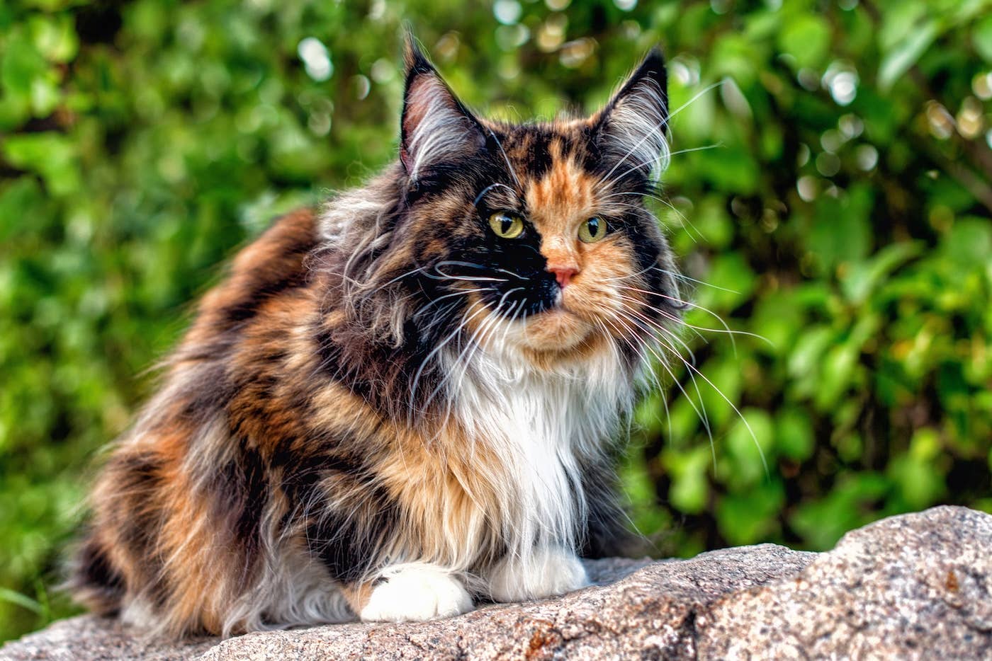 Maine Coon Cat’s Pretty Polka Dot Eyebrows Are Too Handsome - Parade Pets