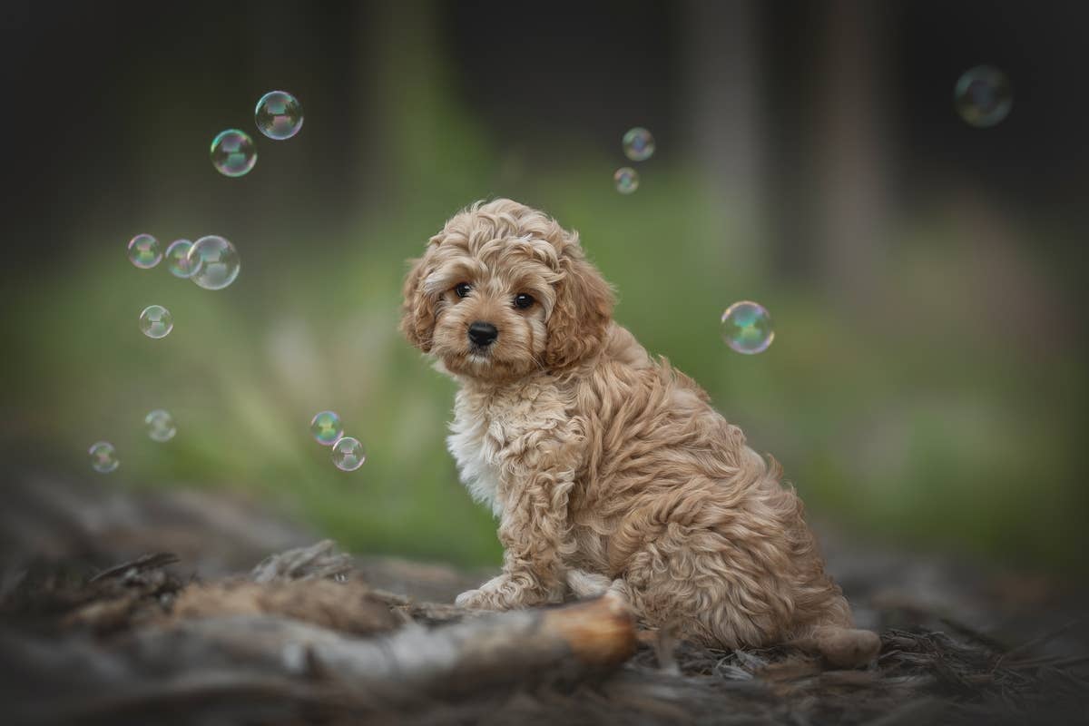 Cavapoo Has the Funniest Reaction To Meeting New Puppy Brother - Parade ...